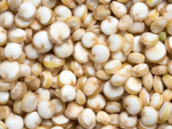 Découvrez des graines potagères uniques pour votre jardin